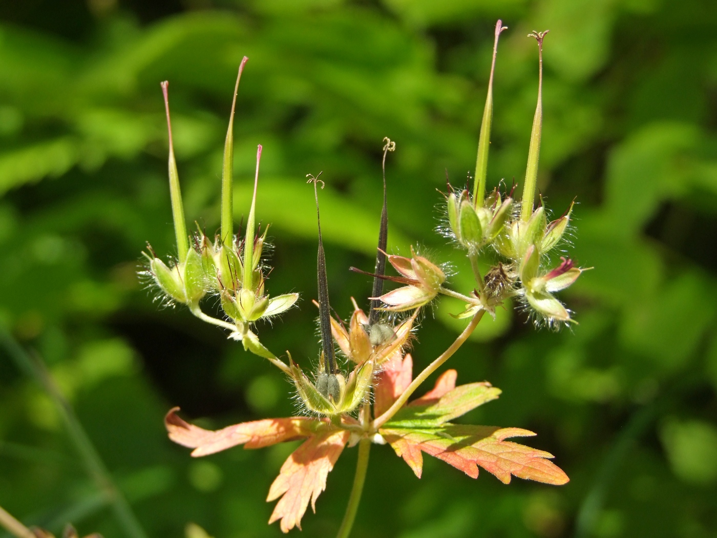 Image of Geranium erianthum specimen.