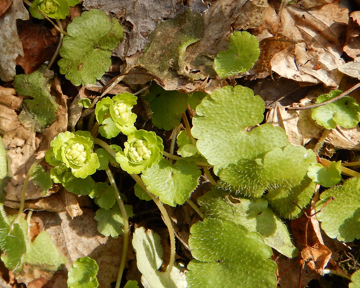 Image of Chrysosplenium alternifolium specimen.