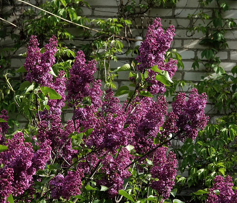 Image of Syringa vulgaris specimen.