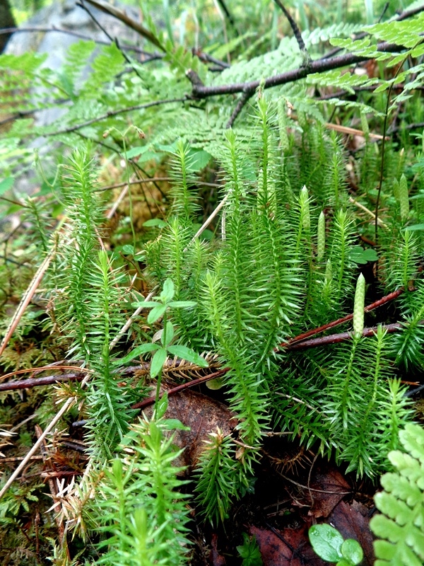 Image of Lycopodium annotinum specimen.