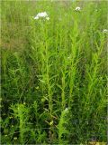 Achillea ptarmica