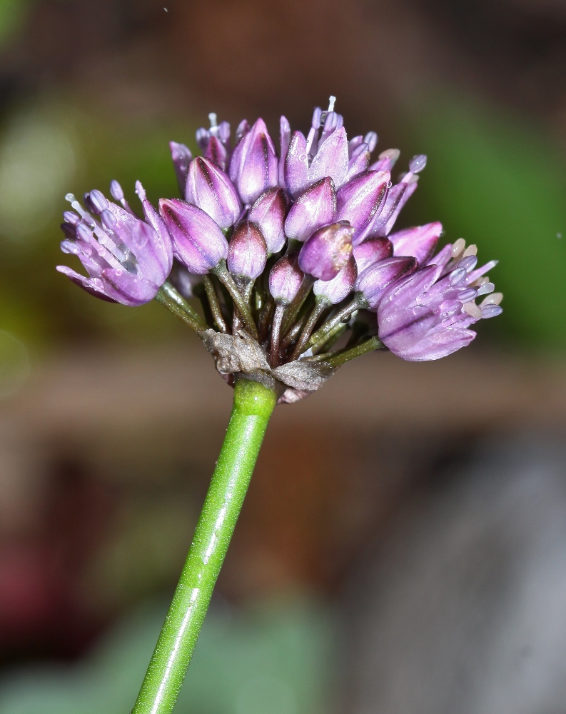 Изображение особи Allium prokhanovii.