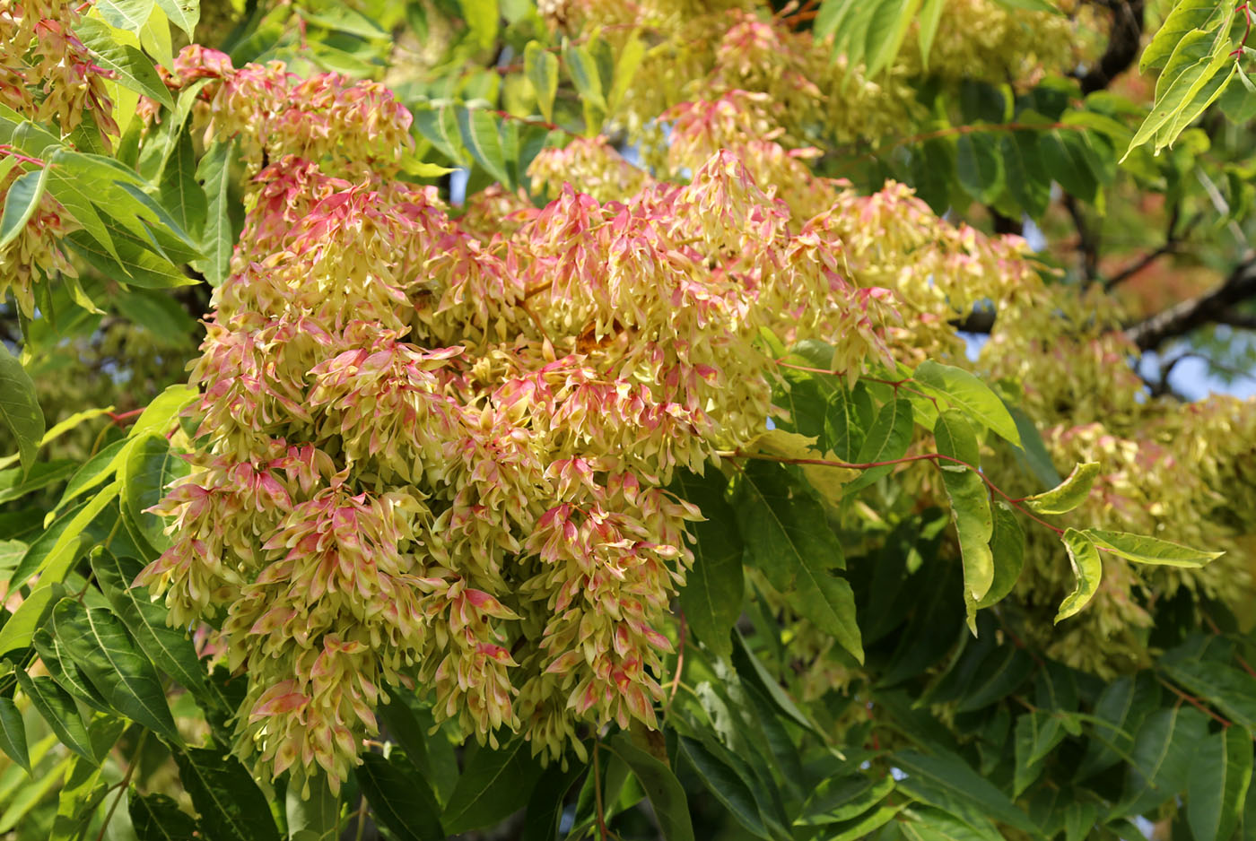 Image of Ailanthus altissima specimen.