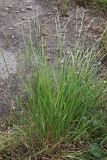 Elymus trachycaulus