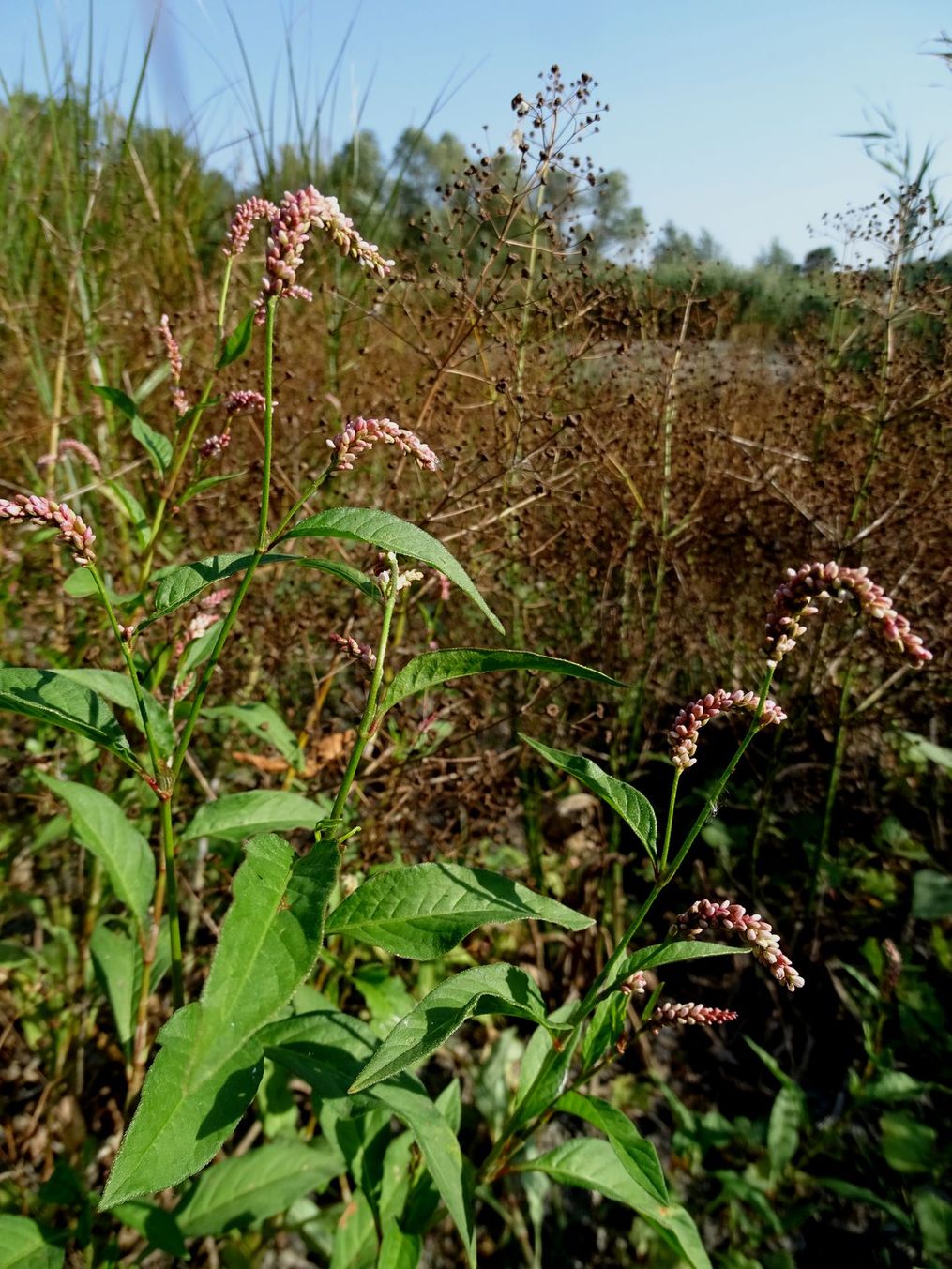 Image of Persicaria lapathifolia specimen.