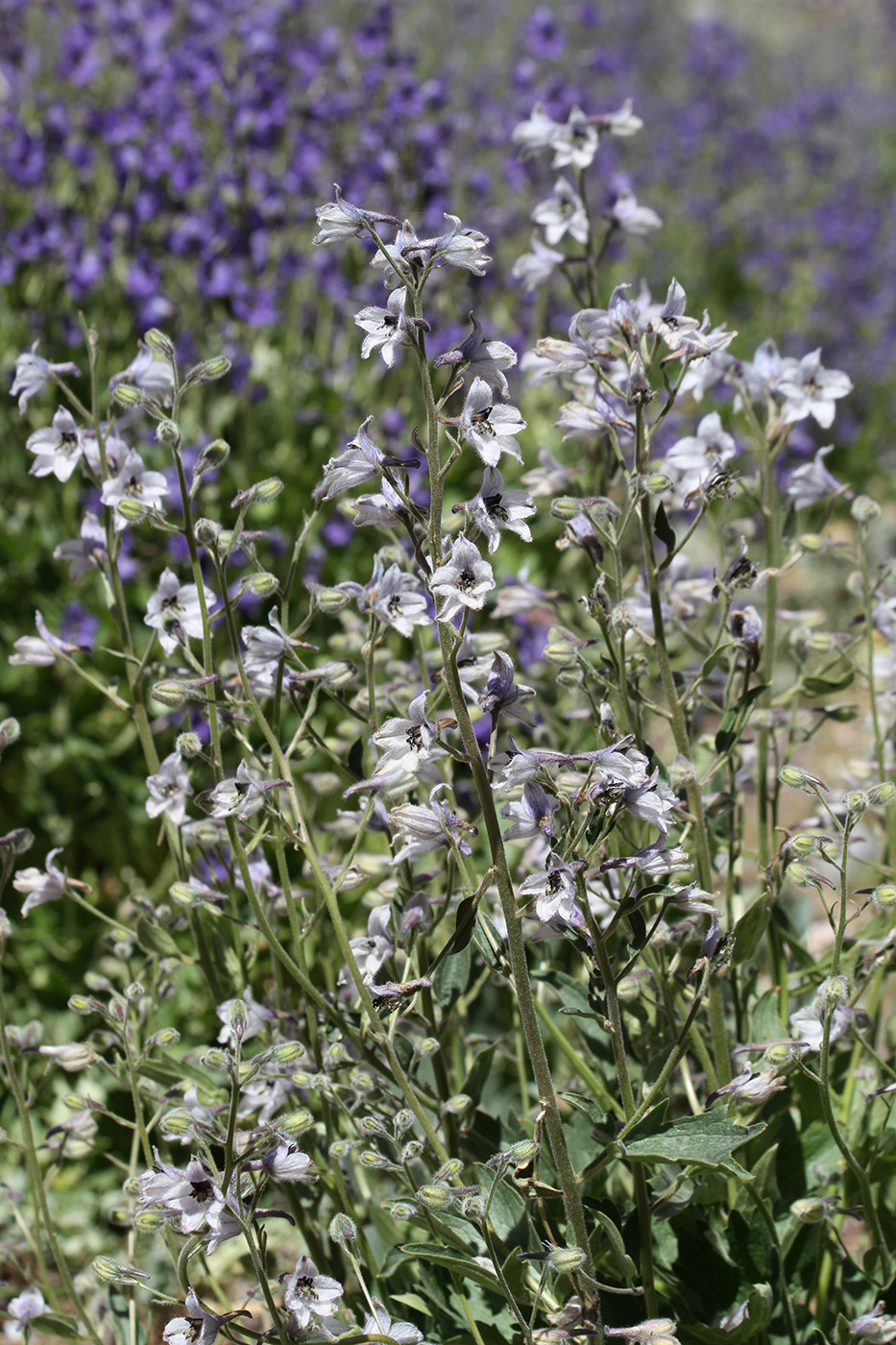 Изображение особи Delphinium oreophilum.