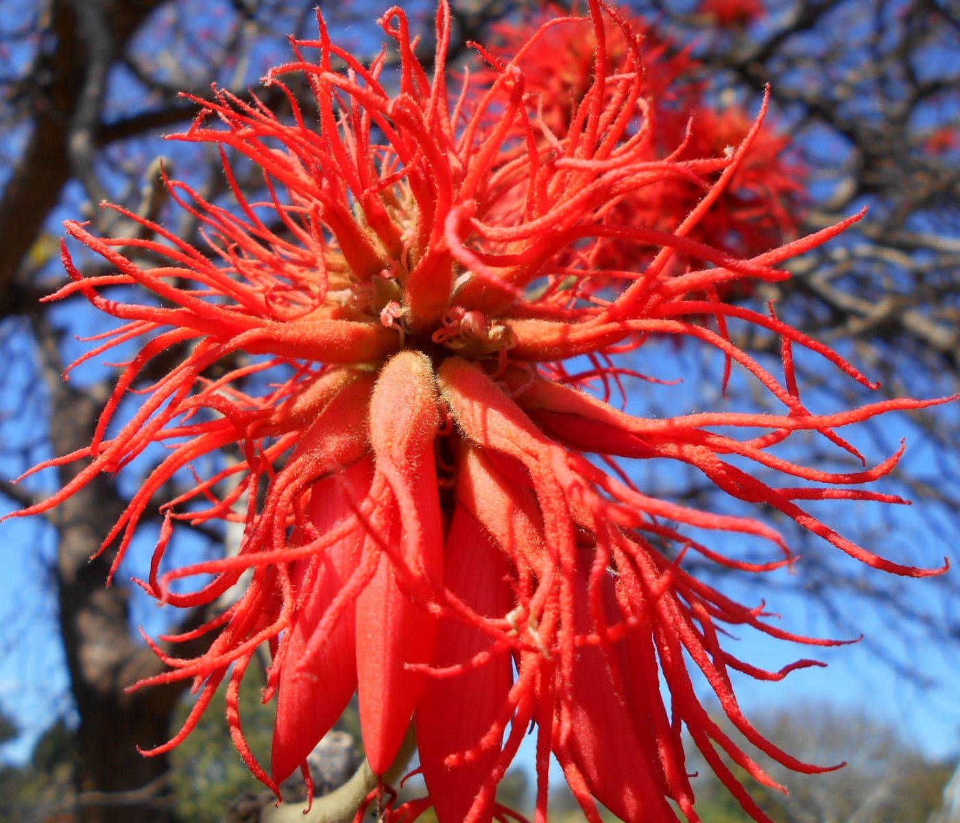 Изображение особи Erythrina abyssinica.