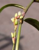Смотреть изображение род Persicaria