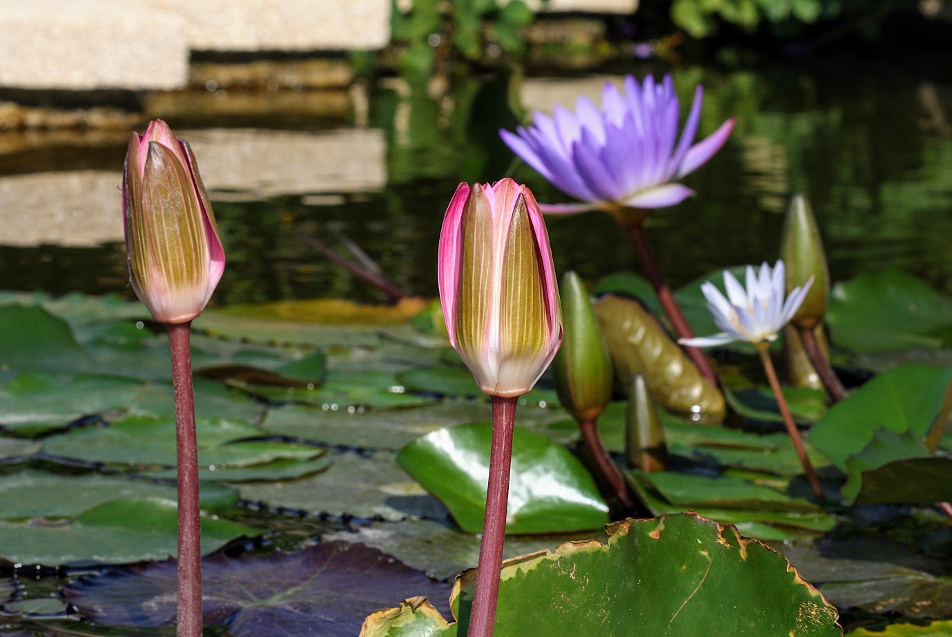 Image of Nymphaea odorata specimen.