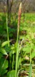 Carex pilosa. Верхушка побега с соцветиями. Чувашия, окрестности г. Шумерля, берег р. Сура, ниже устья р. Мочалка. 21 апреля 2008 г.