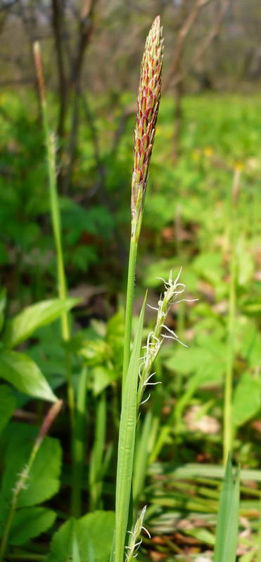 Изображение особи Carex pilosa.