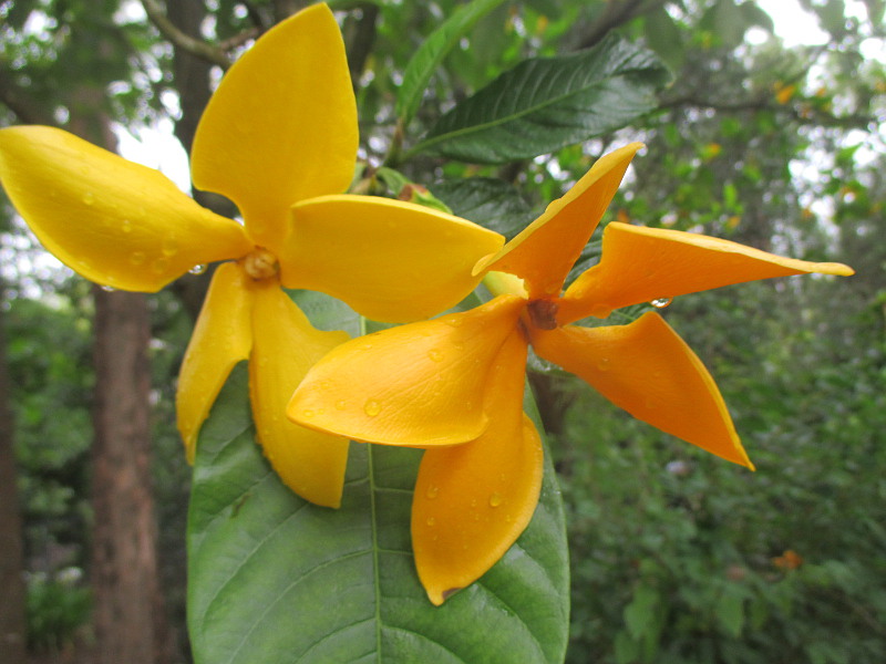 Image of Gardenia coronaria specimen.