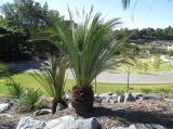 Macrozamia moorei