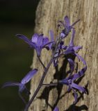 Petrea volubilis. Верхушка соцветия с бутонами. Израиль, Шарон, г. Герцлия, в культуре. 17.01.2018.