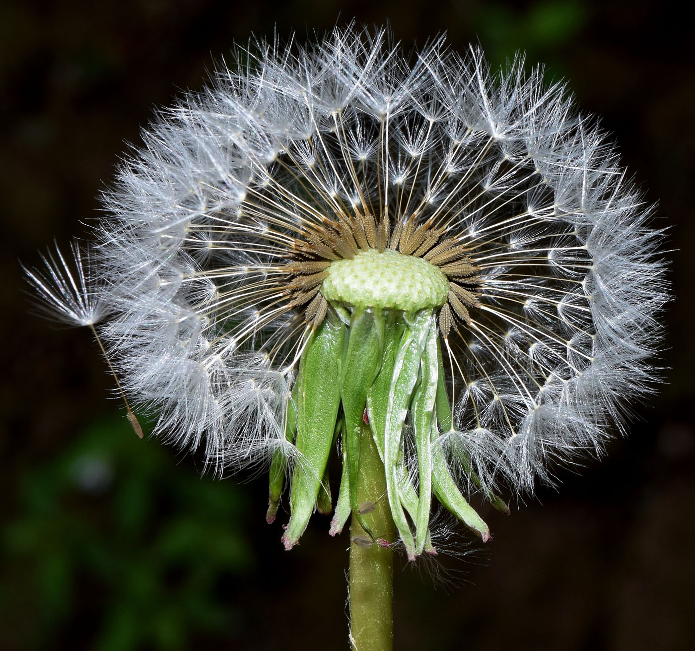 Изображение особи род Taraxacum.