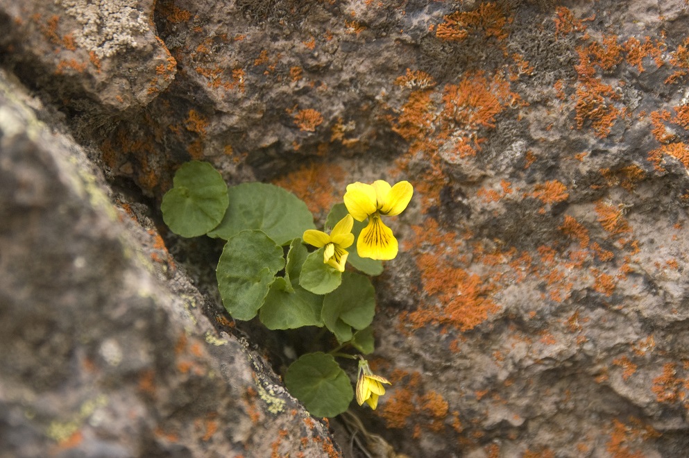 Image of Viola caucasica specimen.