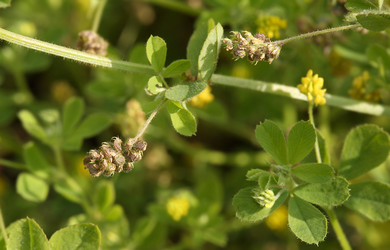 Image of Medicago lupulina specimen.