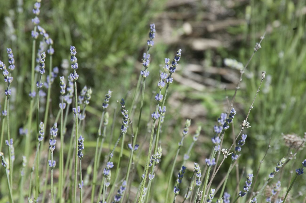 Изображение особи Lavandula angustifolia.