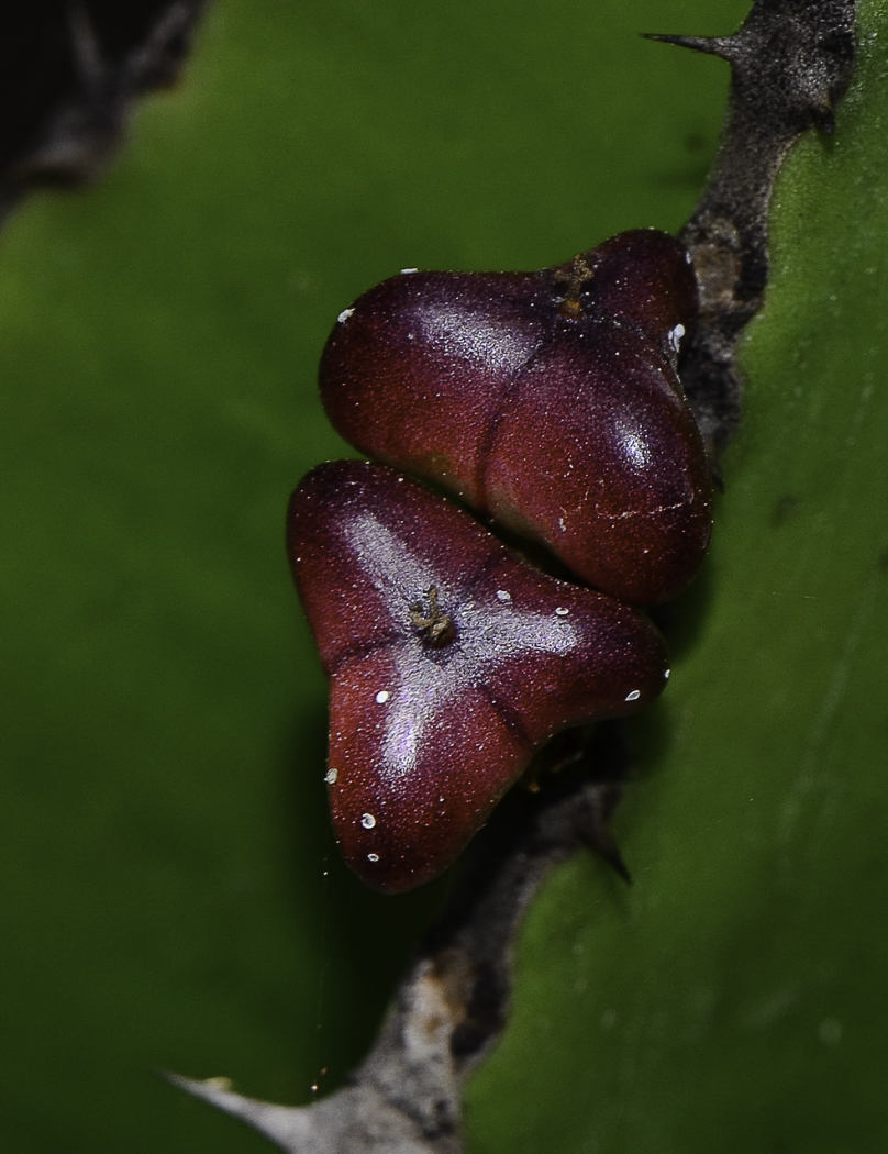 Image of Euphorbia cooperi specimen.