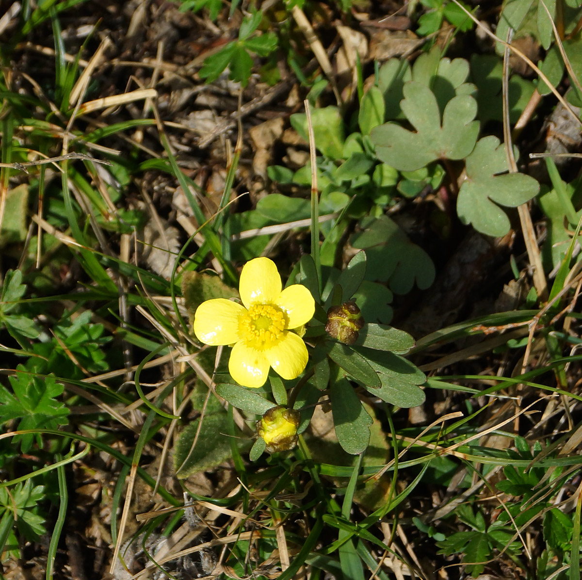 Image of Ranunculus polyrhizos specimen.