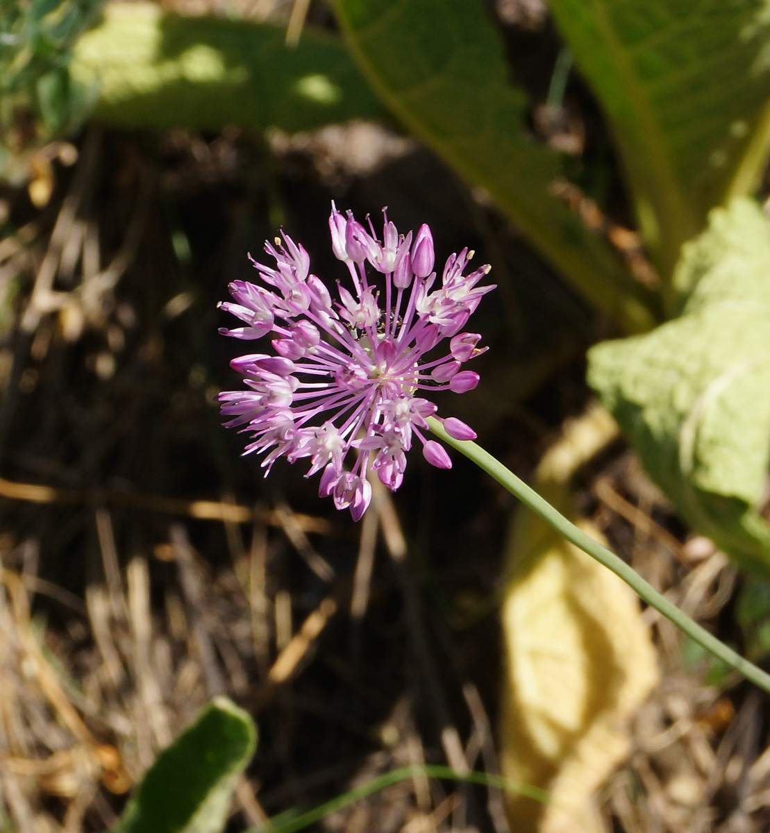 Image of Allium pallasii specimen.