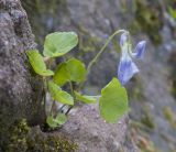 Viola sieheana. Цветущее растение. Адыгея, Майкопский р-н, окр. пос. Хамышки, высокий обрывистый правый берег р. Киша, ≈ 700 м н.у.м., в расщелине скалы. 30.04.2018.