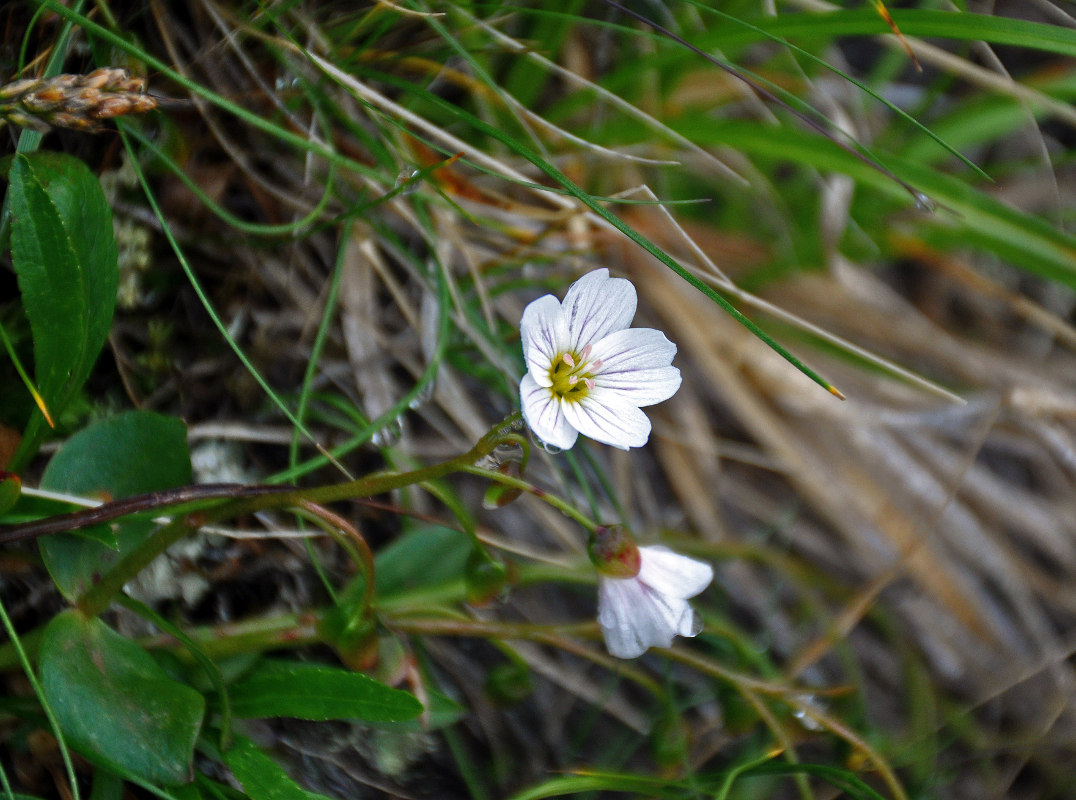 Image of Claytonia joanneana specimen.