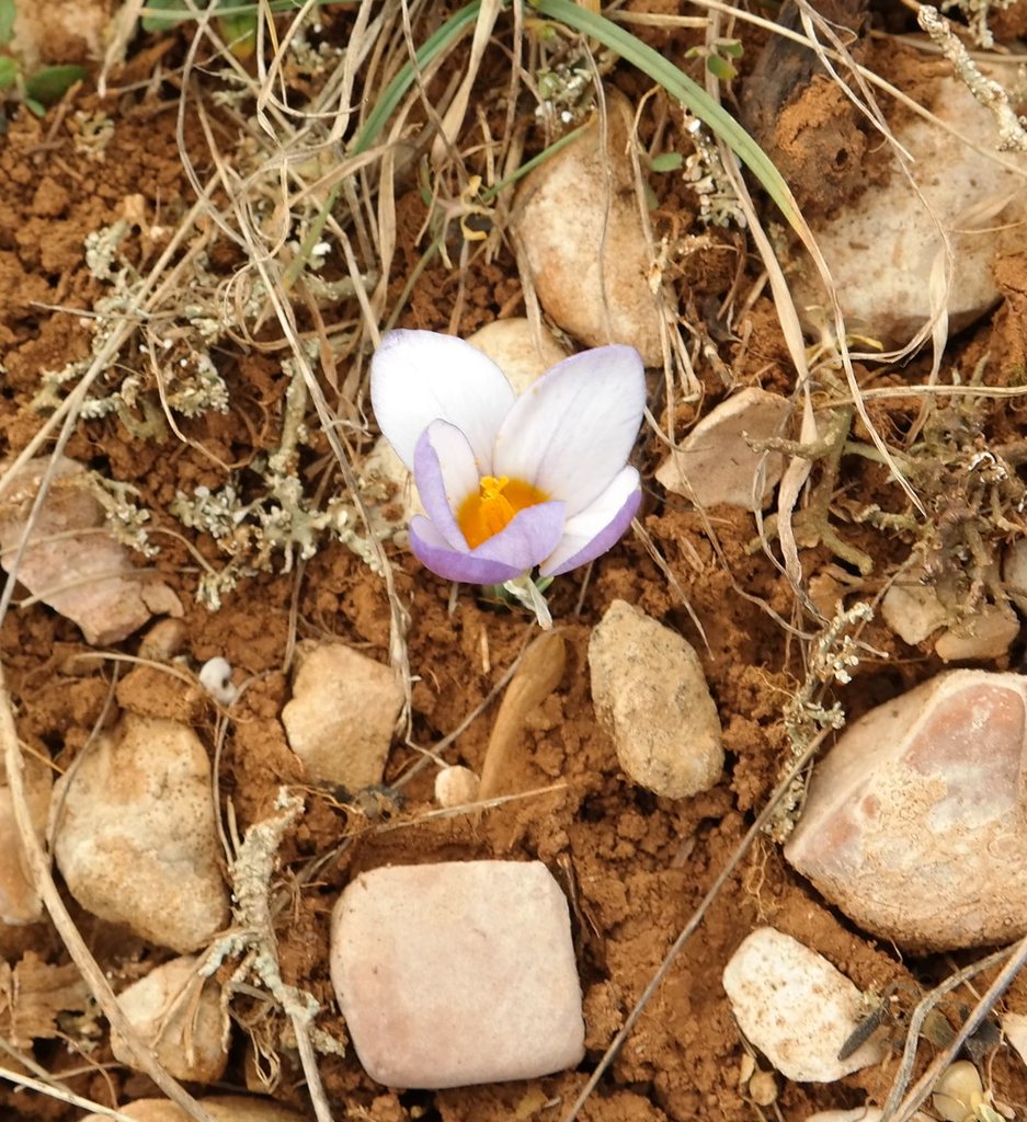 Изображение особи Crocus tauricus.