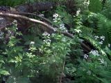 Cardamine macrophylla