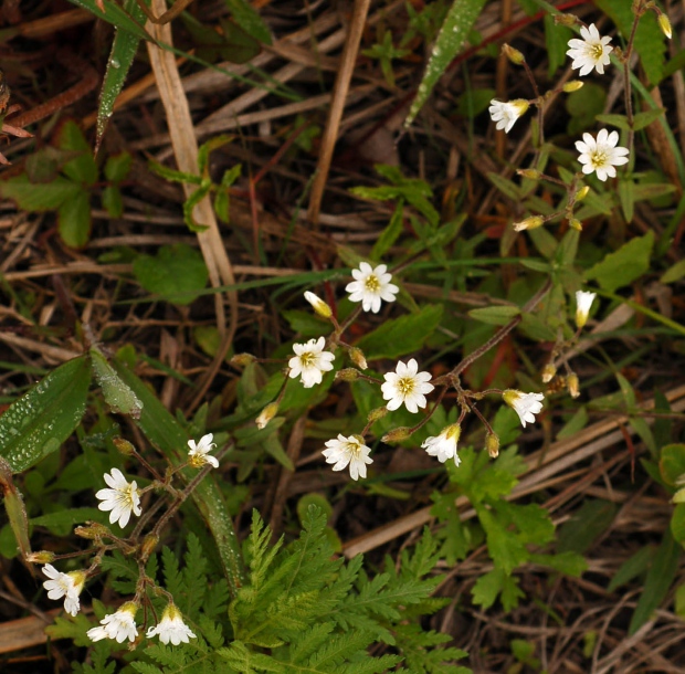 Image of Cerastium arvense specimen.