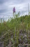 Dactylorhiza fuchsii