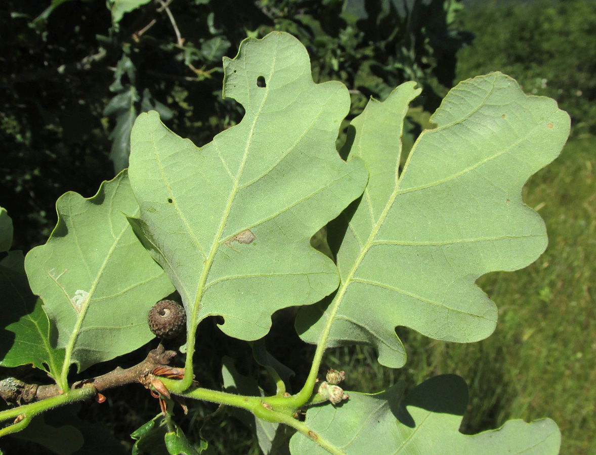 Image of Quercus petraea specimen.