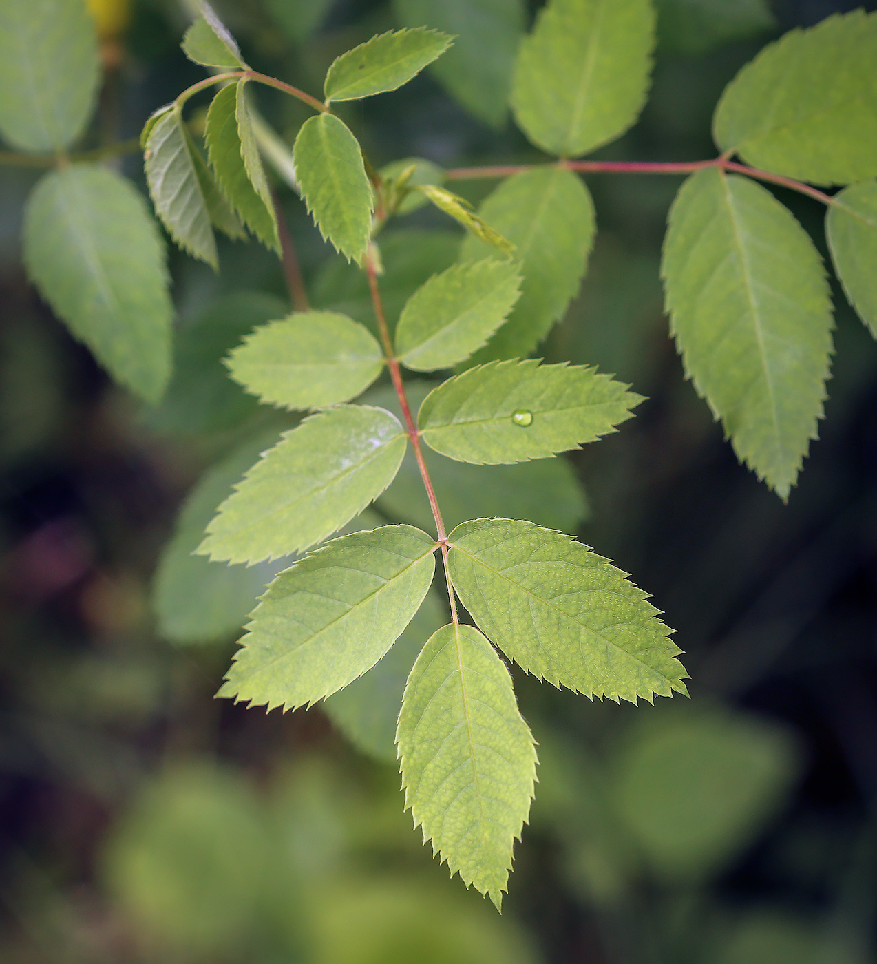 Image of Rosa acicularis specimen.