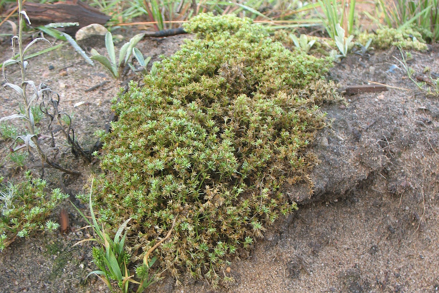Image of Scleranthus perennis specimen.