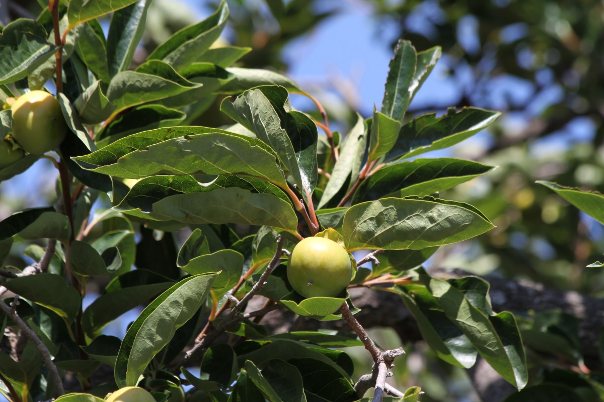 Image of Diospyros virginiana specimen.