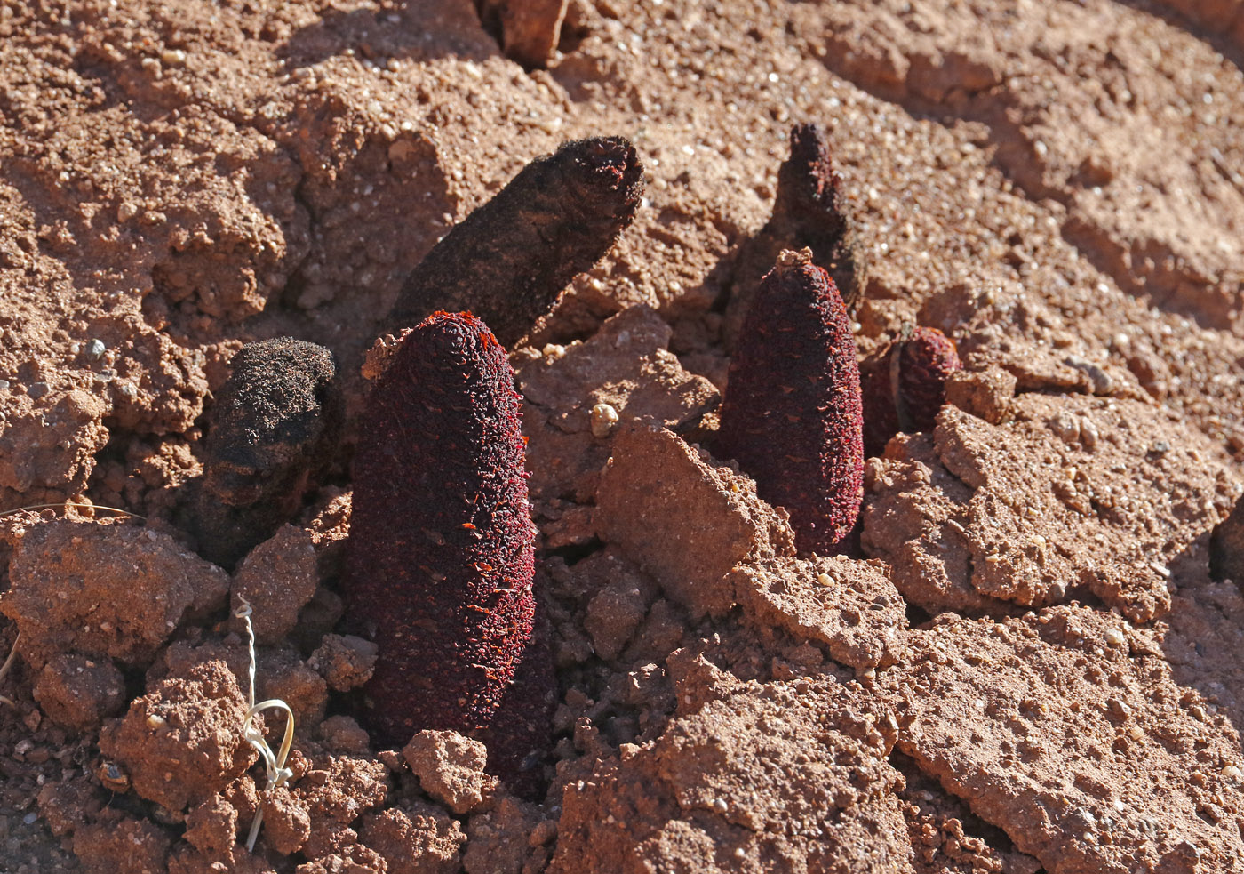 Image of Cynomorium songaricum specimen.