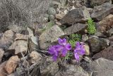 Alstroemeria paupercula