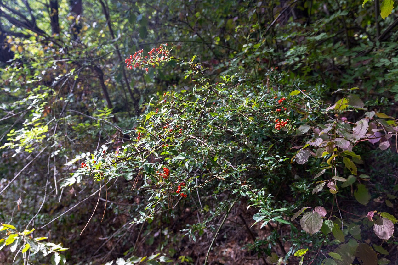 Image of Pyracantha coccinea specimen.