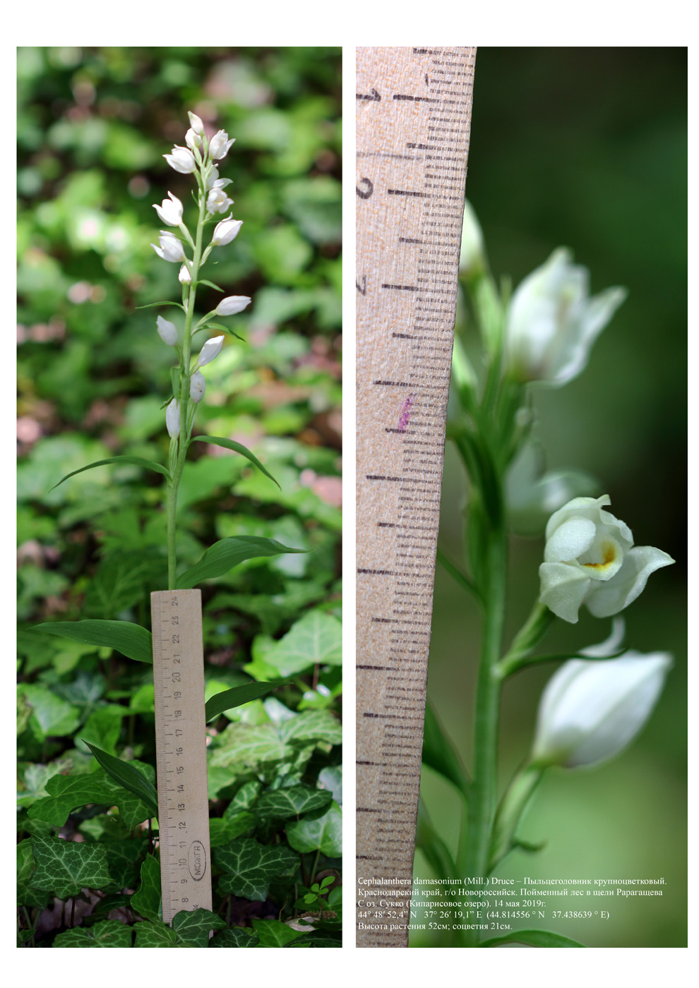 Изображение особи Cephalanthera damasonium.