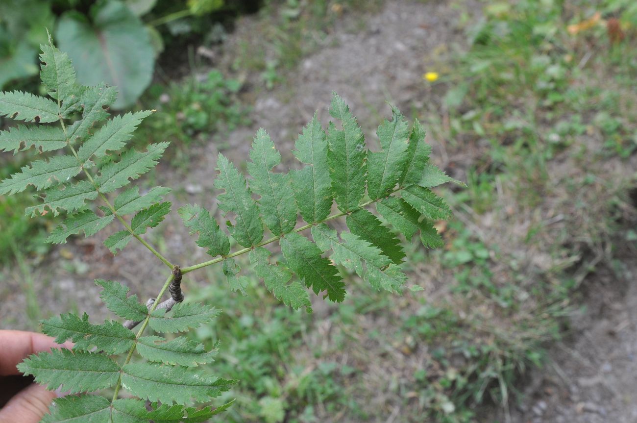 Image of Sorbus aucuparia specimen.