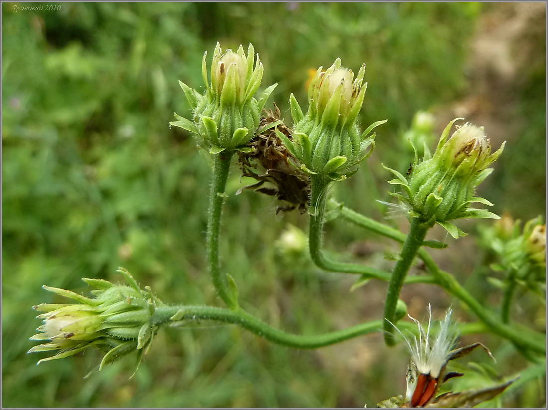 Image of Picris hieracioides specimen.