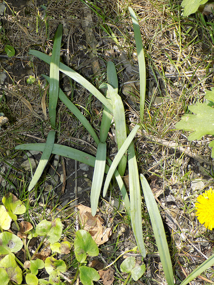 Image of Galanthus alpinus specimen.