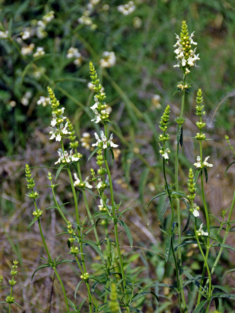 Image of Stachys recta specimen.