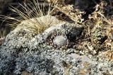 Orostachys spinosa