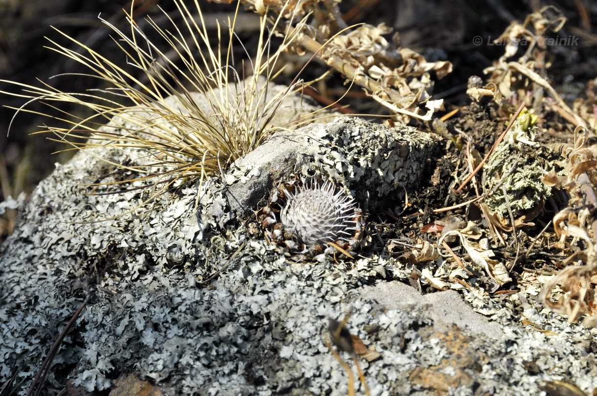 Изображение особи Orostachys spinosa.