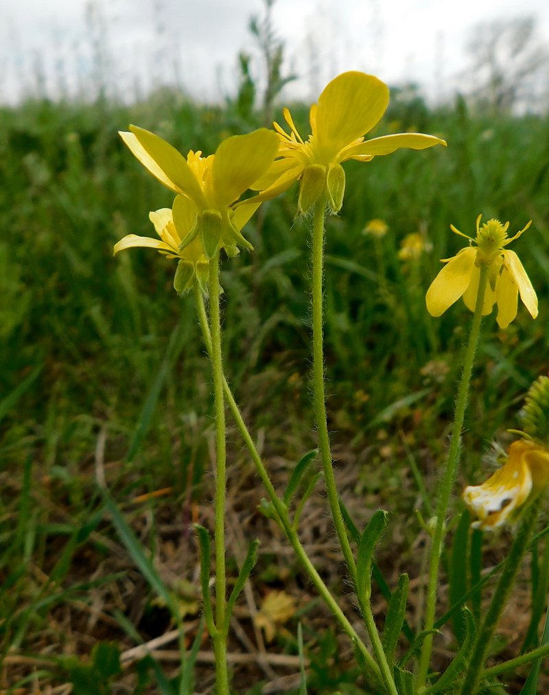 Image of Ranunculus oxyspermus specimen.