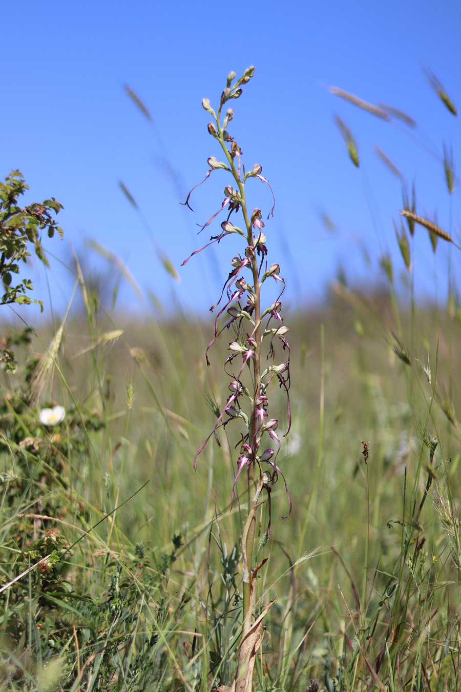 Image of Himantoglossum caprinum specimen.