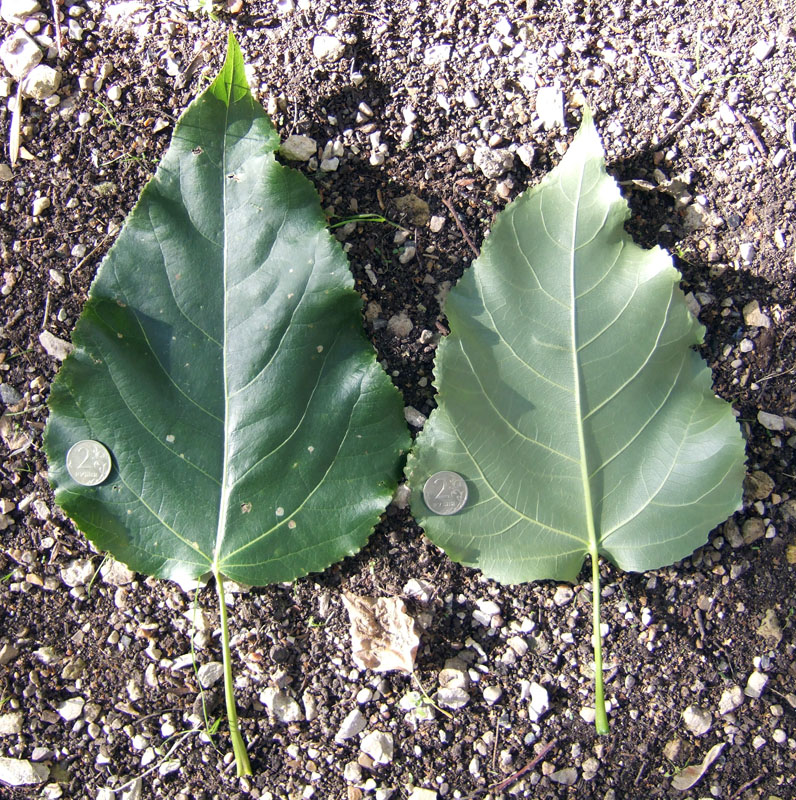 Image of Populus &times; berolinensis specimen.