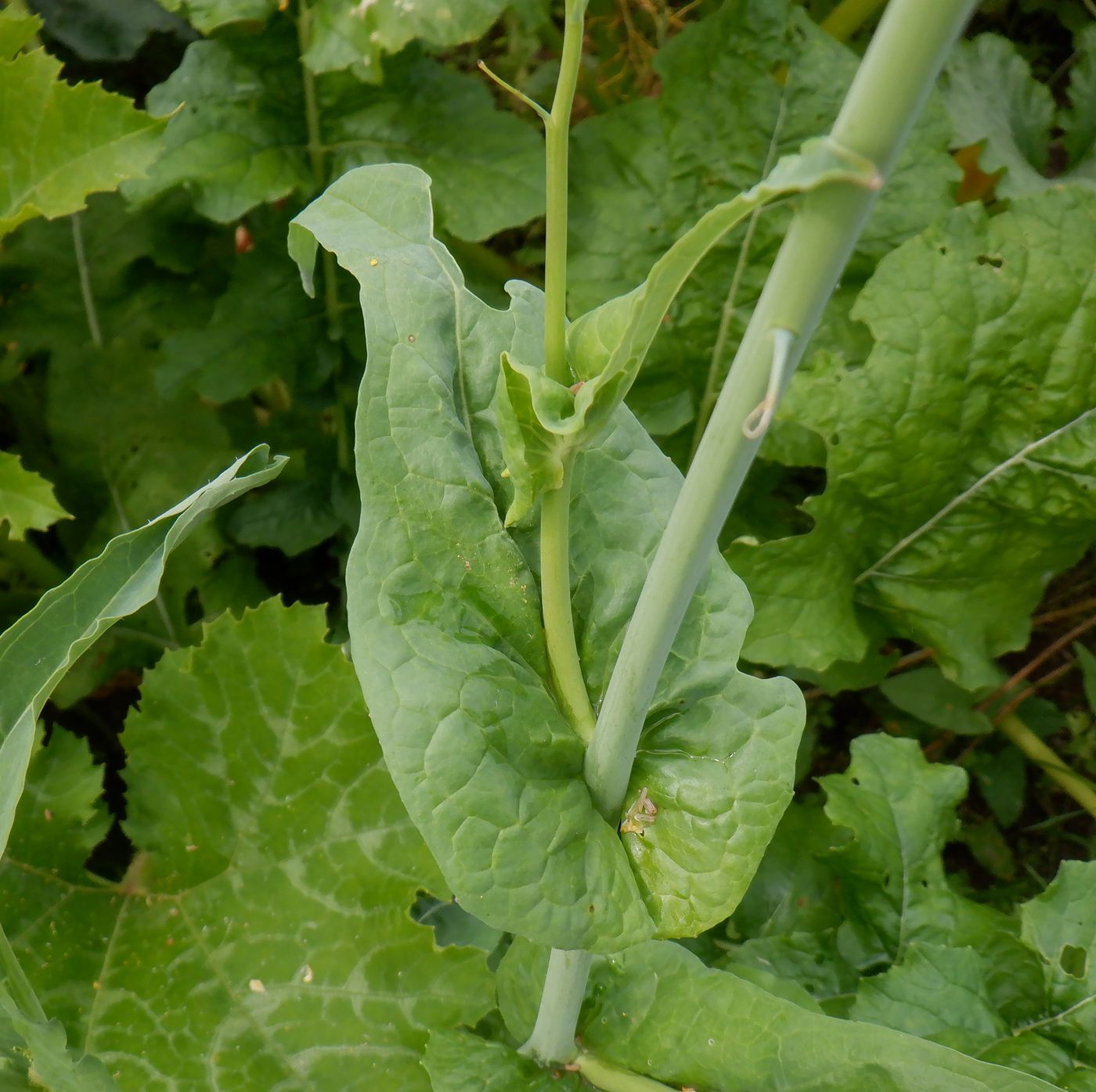 Изображение особи Brassica rapa.