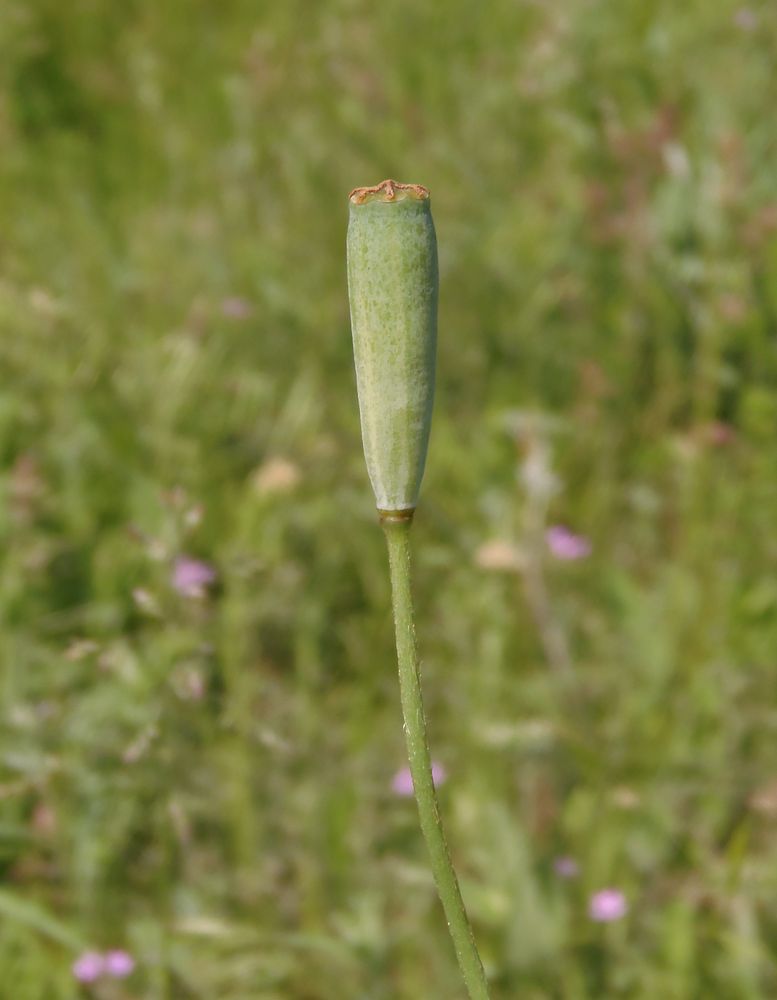 Image of Papaver albiflorum specimen.